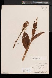 Platanthera psycodes image