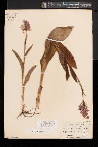 Platanthera psycodes image