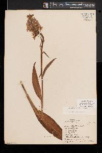 Platanthera psycodes image