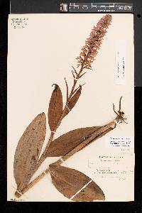 Platanthera psycodes image