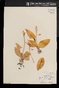 Liparis liliifolia image