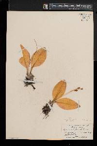 Liparis liliifolia image