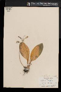 Liparis liliifolia image