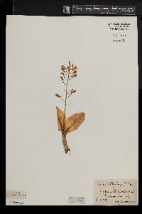 Liparis liliifolia image