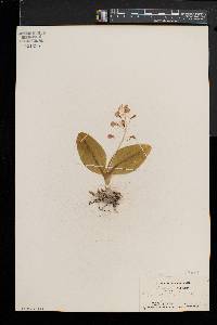 Liparis liliifolia image