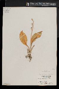 Liparis liliifolia image