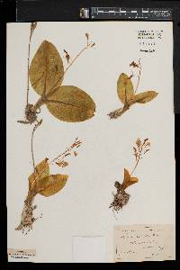 Liparis liliifolia image