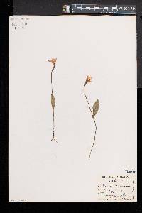 Pogonia ophioglossoides image