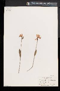 Pogonia ophioglossoides image