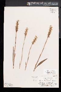 Spiranthes incurva image