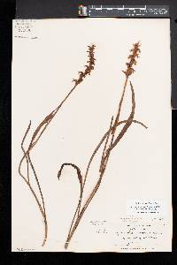 Spiranthes incurva image