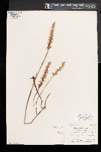 Spiranthes cernua image