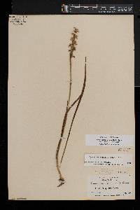 Spiranthes ochroleuca image