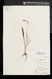 Spiranthes ochroleuca image