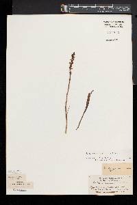 Spiranthes casei image