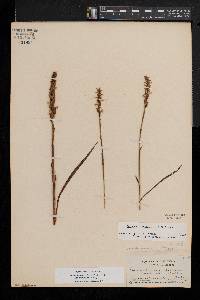 Spiranthes ochroleuca image