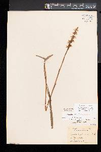 Spiranthes cernua image