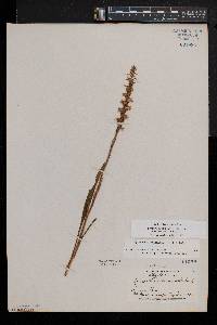 Spiranthes ochroleuca image