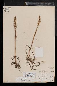 Spiranthes ochroleuca image