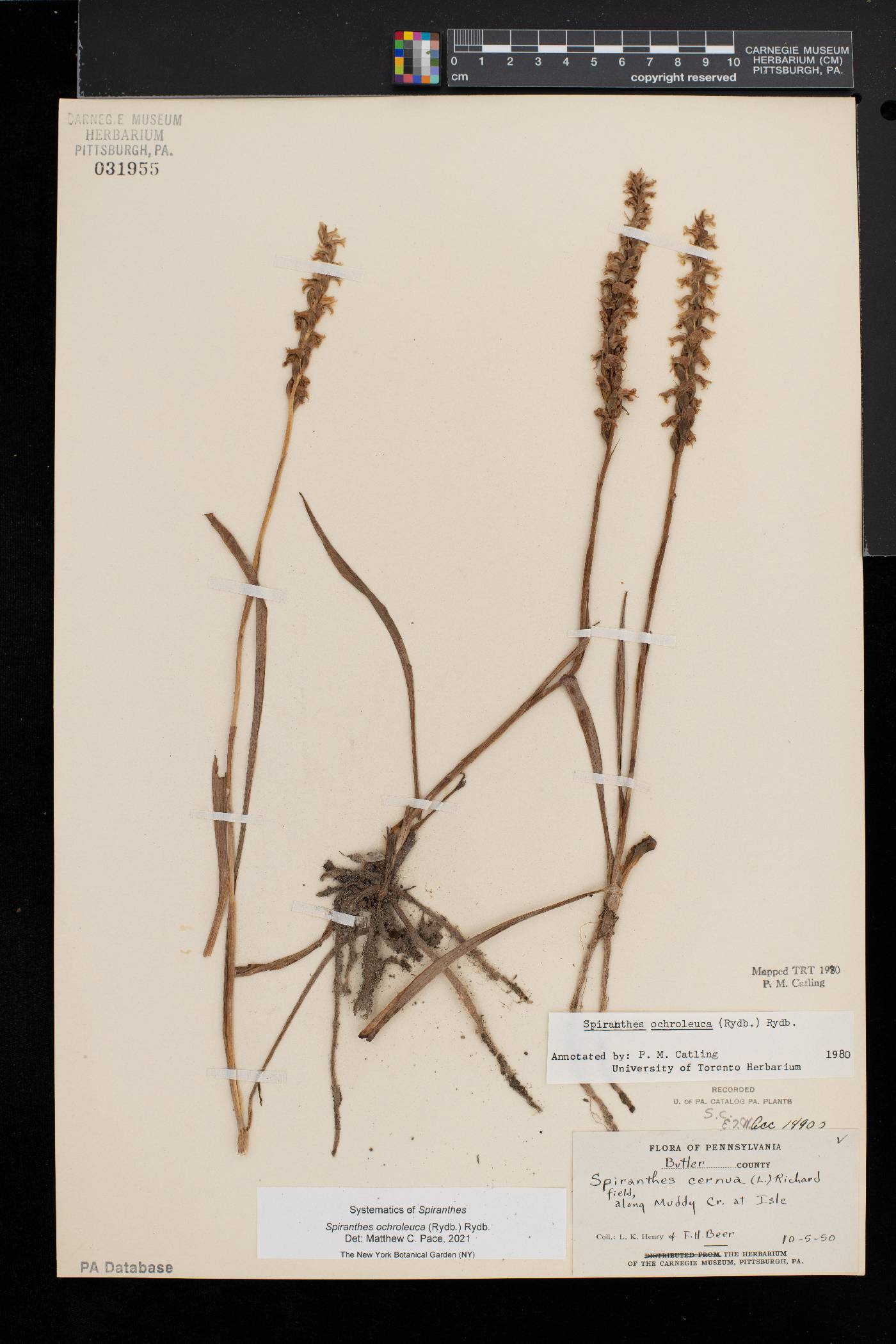 Spiranthes ochroleuca image
