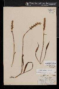 Spiranthes ochroleuca image