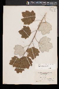 Populus alba image