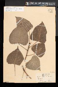 Populus deltoides subsp. deltoides image