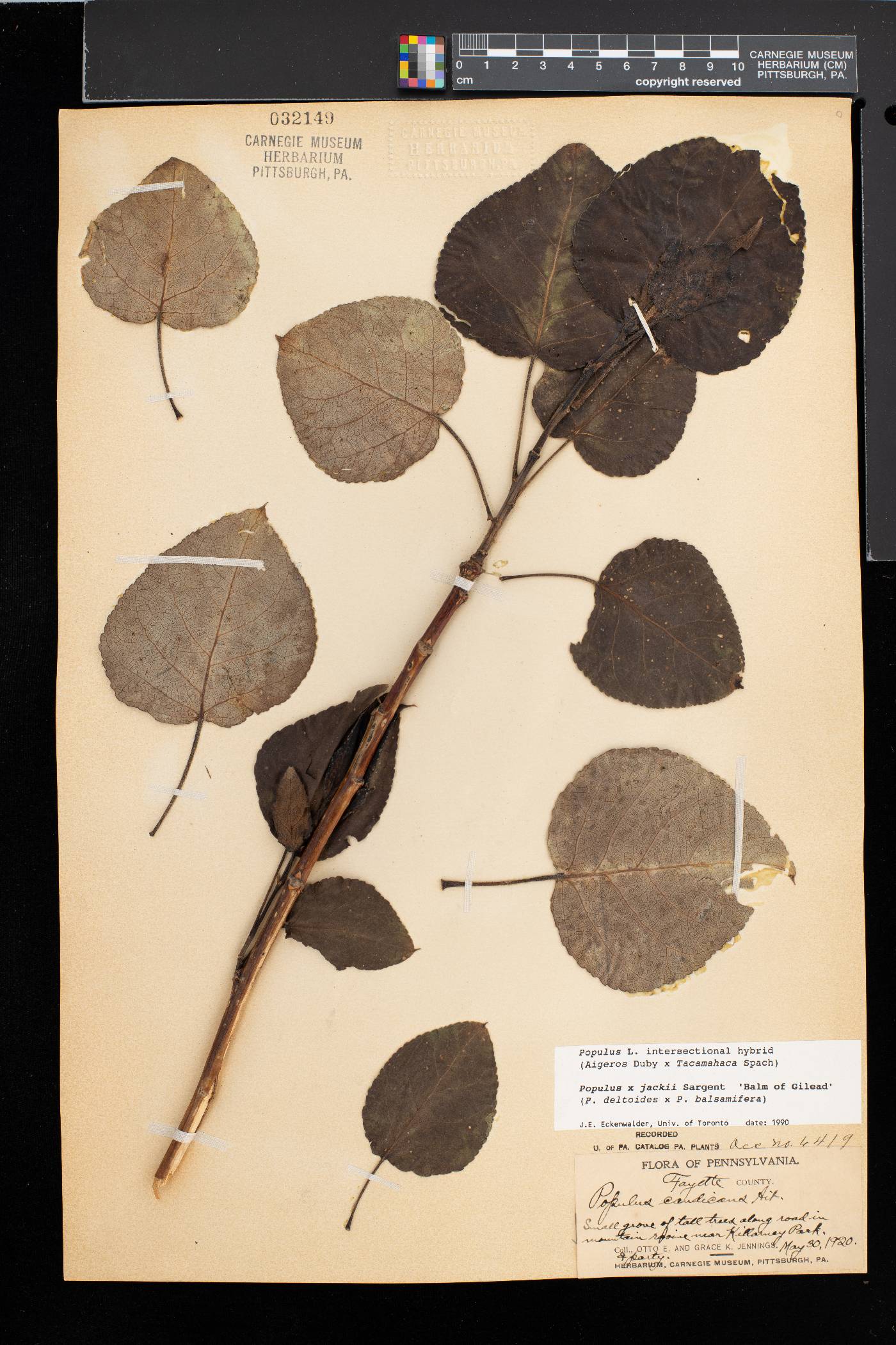 Populus × jackii image