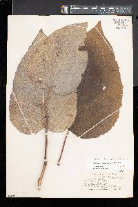 Populus grandidentata image