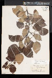 Populus grandidentata image