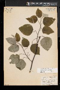 Populus grandidentata image