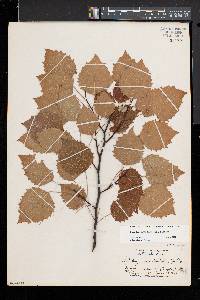 Populus grandidentata image