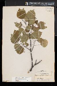 Populus grandidentata image