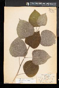 Populus grandidentata image