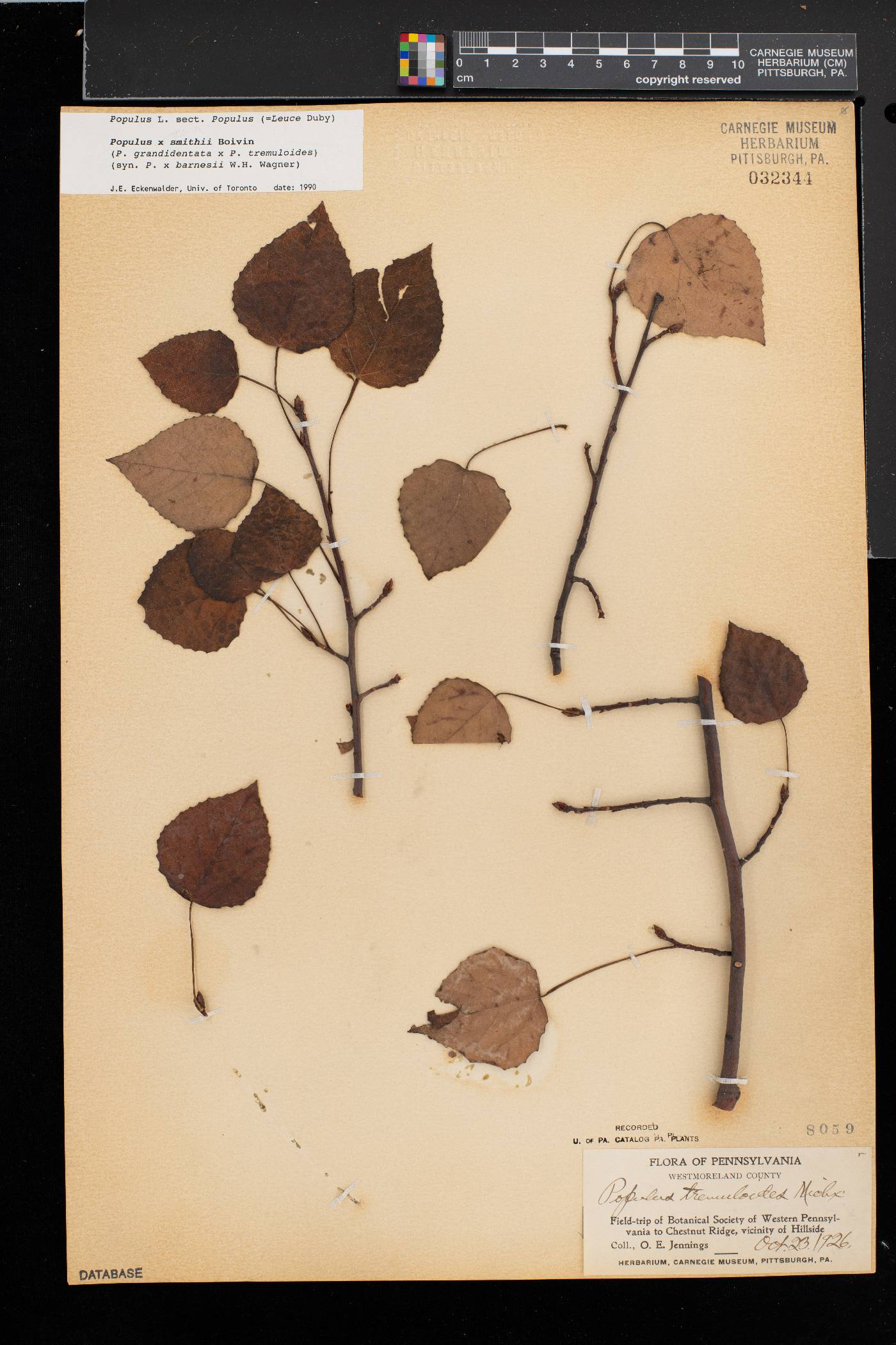 Populus smithii image