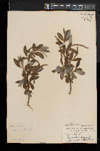 Salix alba image