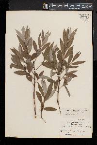 Salix alba image