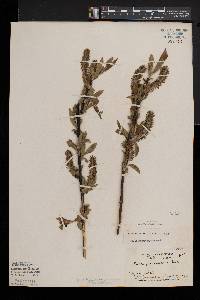 Salix myricoides image