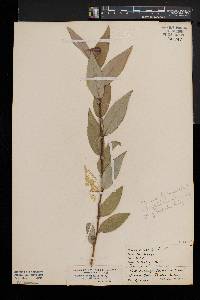 Salix myricoides image