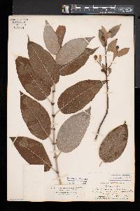 Salix myricoides image