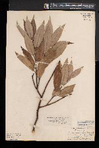 Salix myricoides image