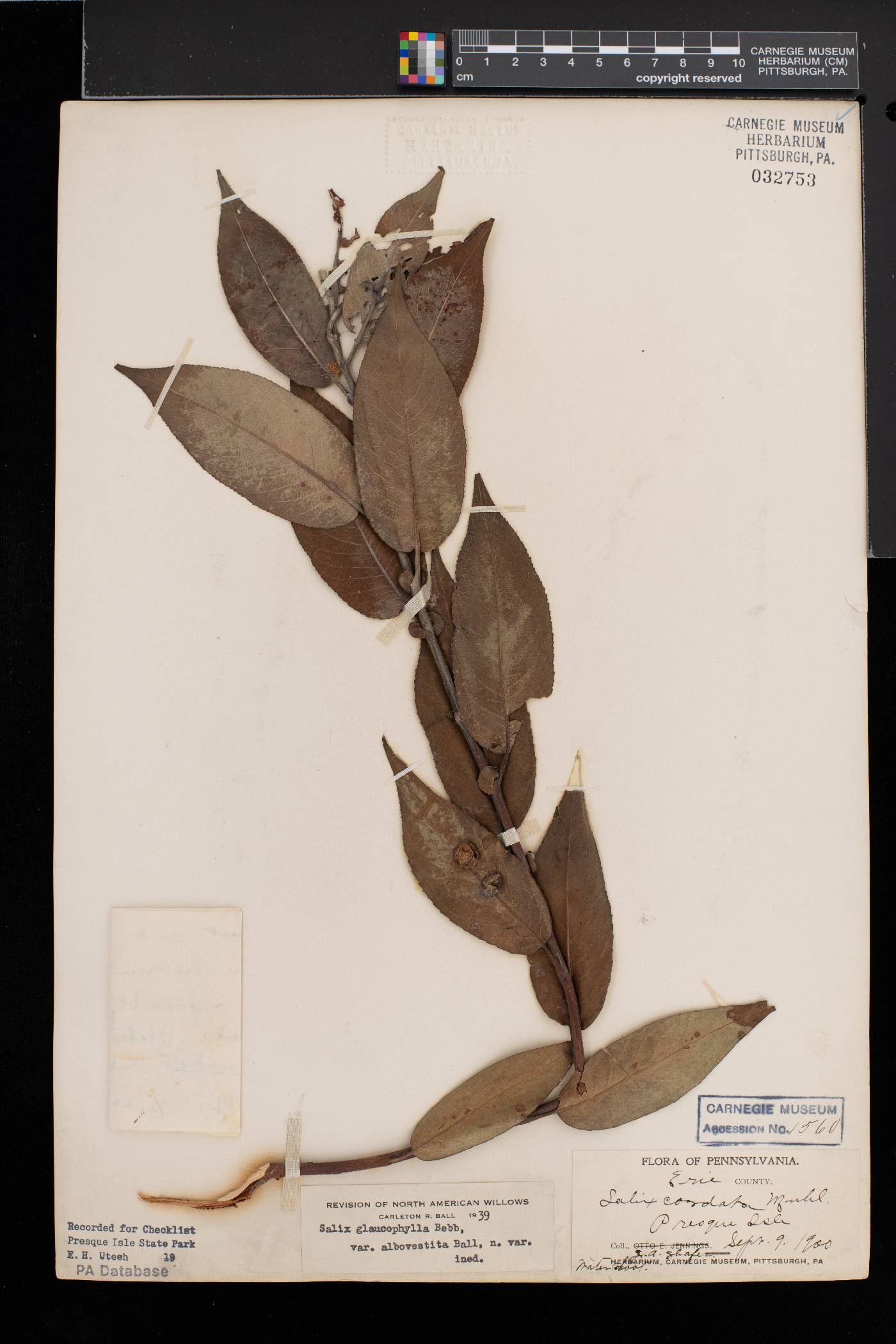 Salix myricoides var. albovestita image