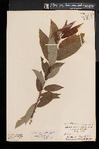 Salix myricoides image