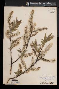 Salix myricoides image