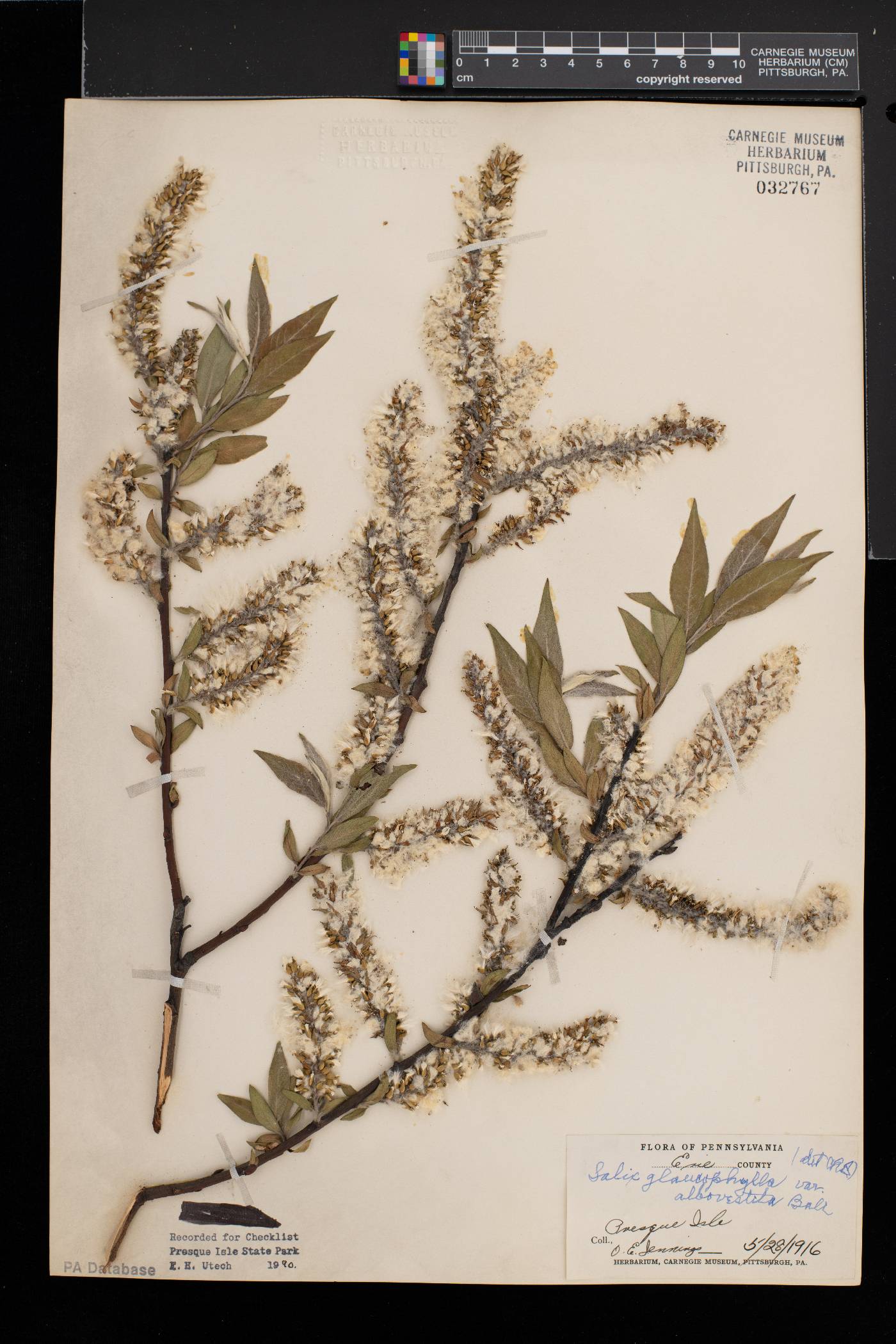 Salix myricoides var. albovestita image