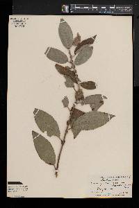 Salix myricoides image