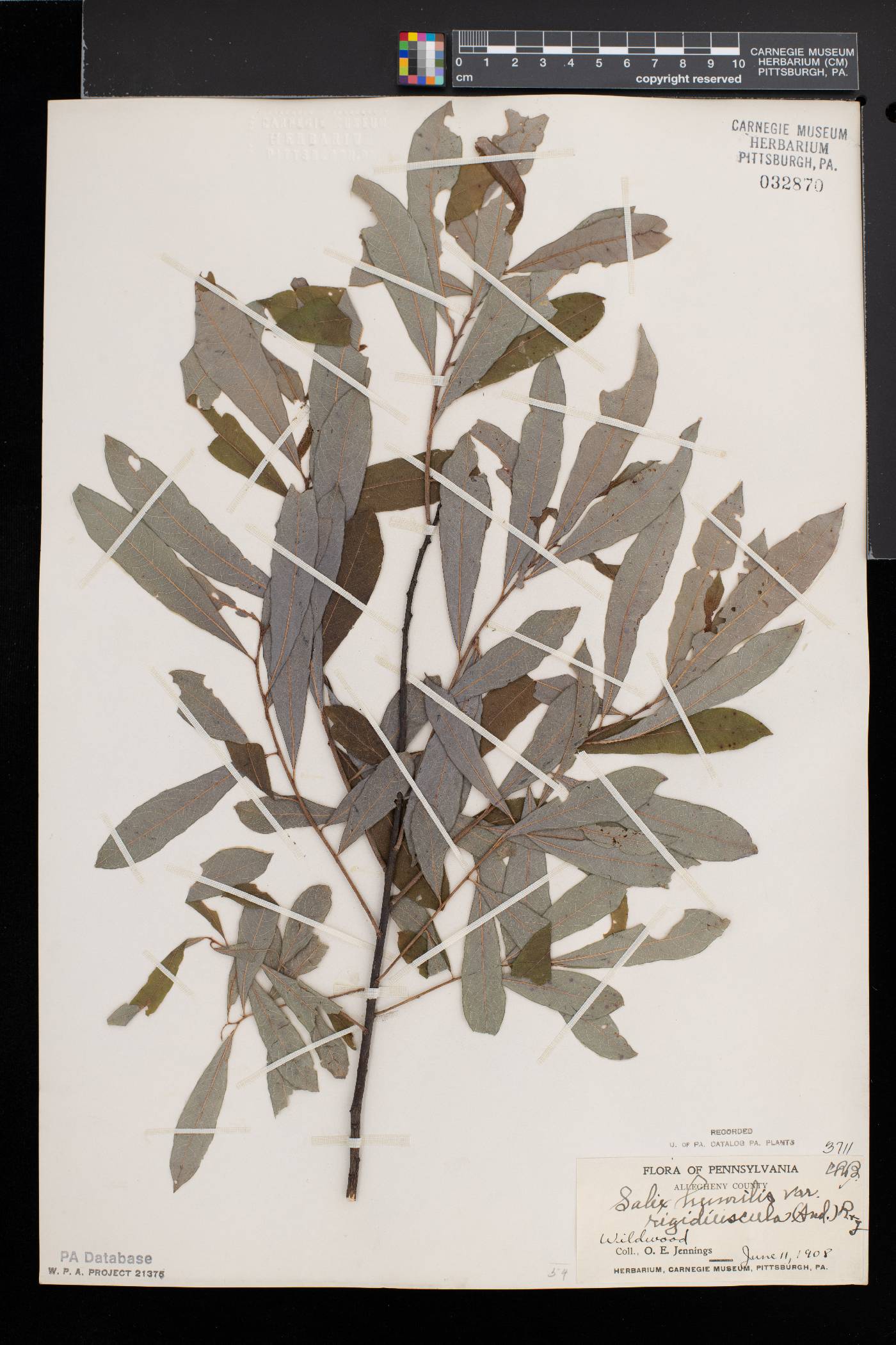 Salix humilis var. hyporhysa image