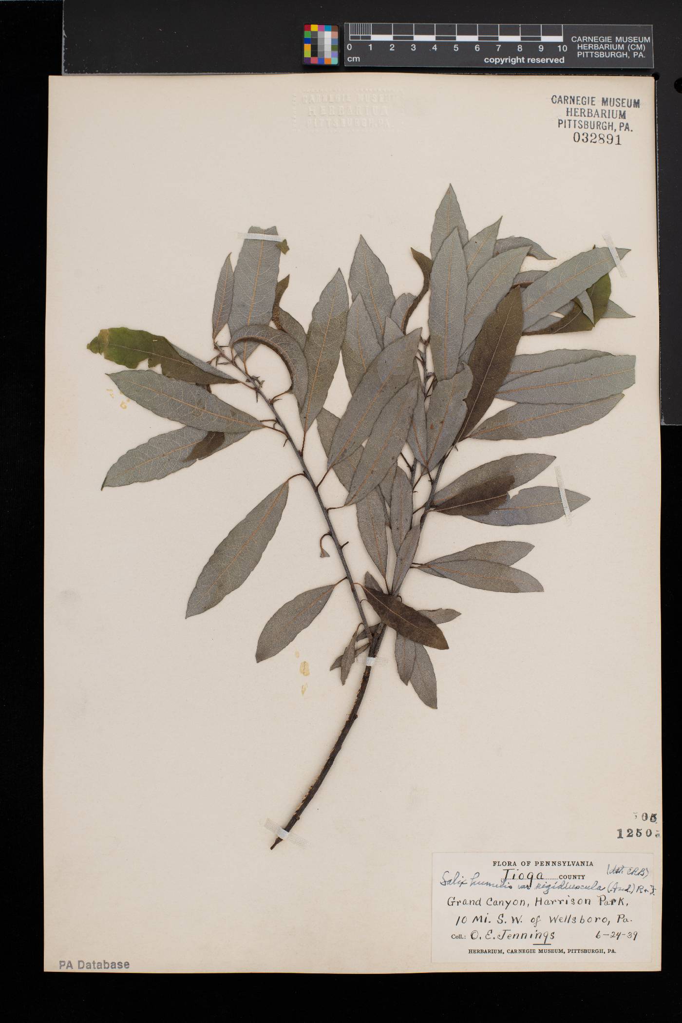 Salix humilis var. hyporhysa image