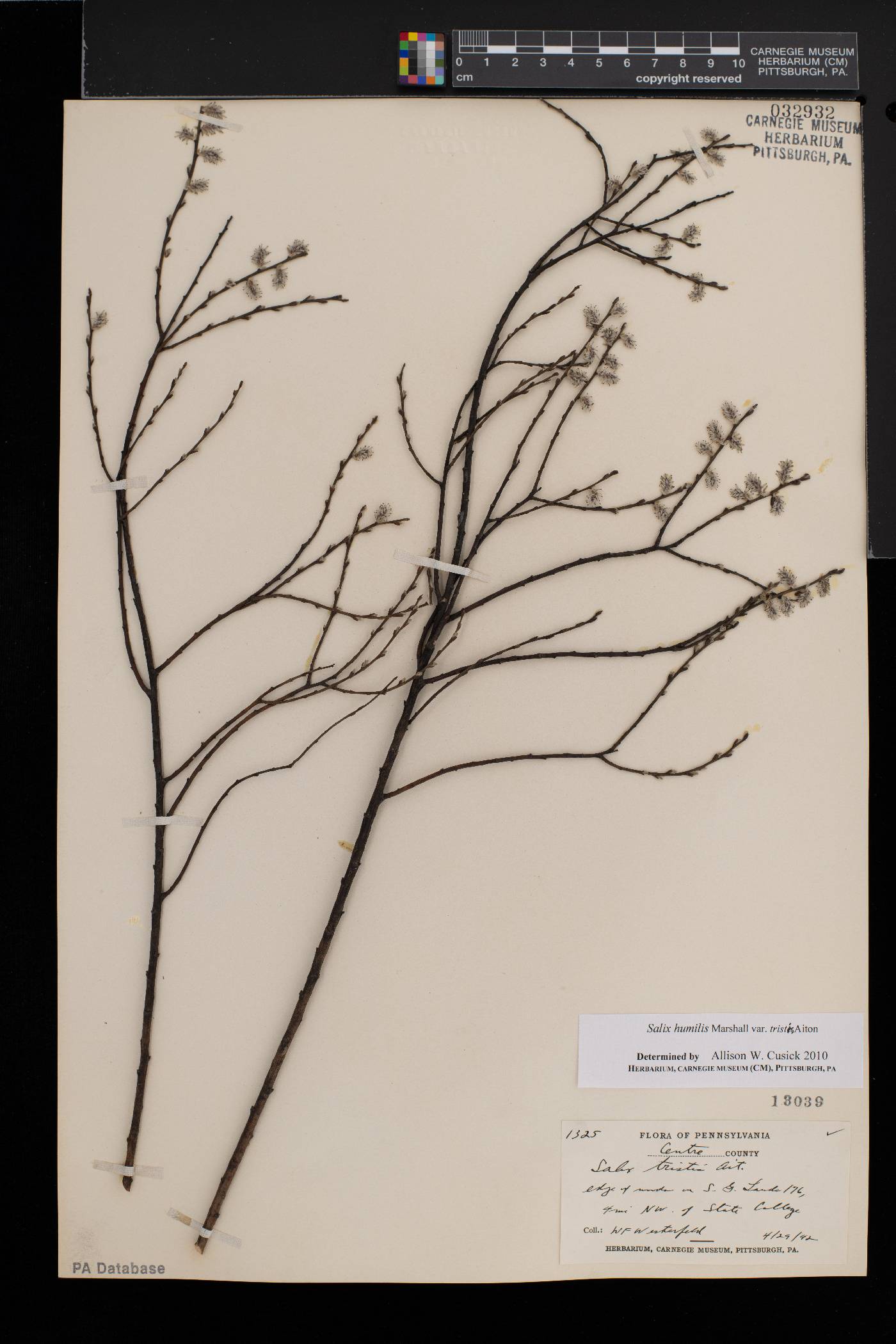 Salix humilis var. tristis image