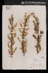 Salix lucida image